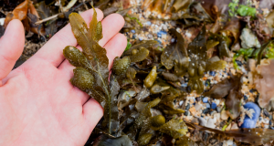 Replacing Plastics with Seaweed in Indonesia's Growing MSME Sector